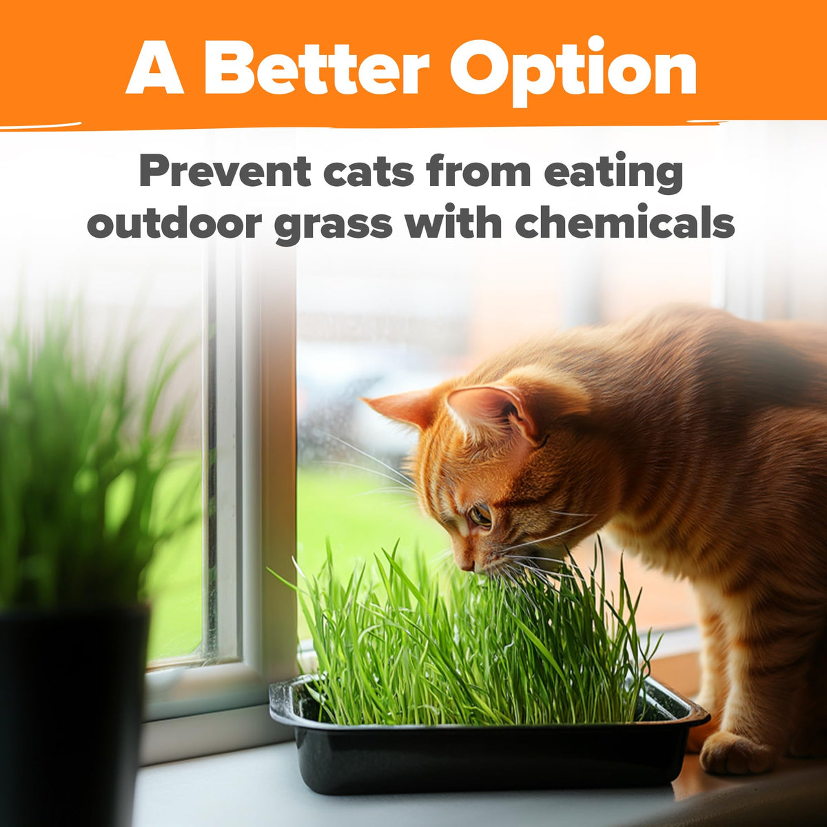 Cat Grass Seeds 4 oz Oat & Barley Mix R5882