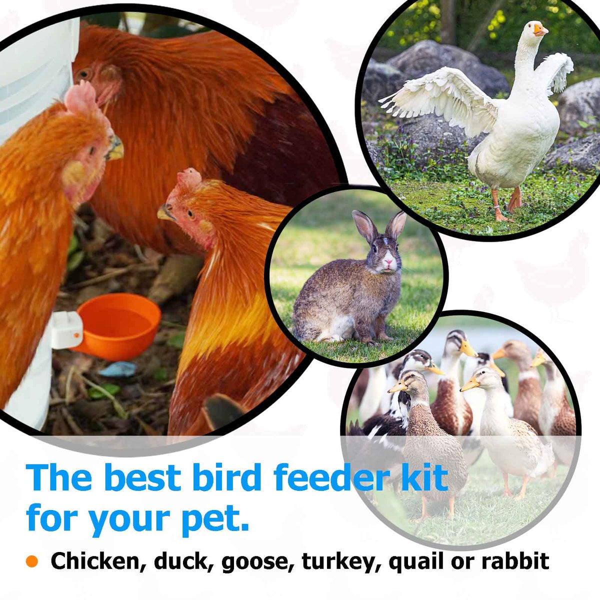 Large Automatic Chicken Waterer Cups with Inserts 5 Pack X821863