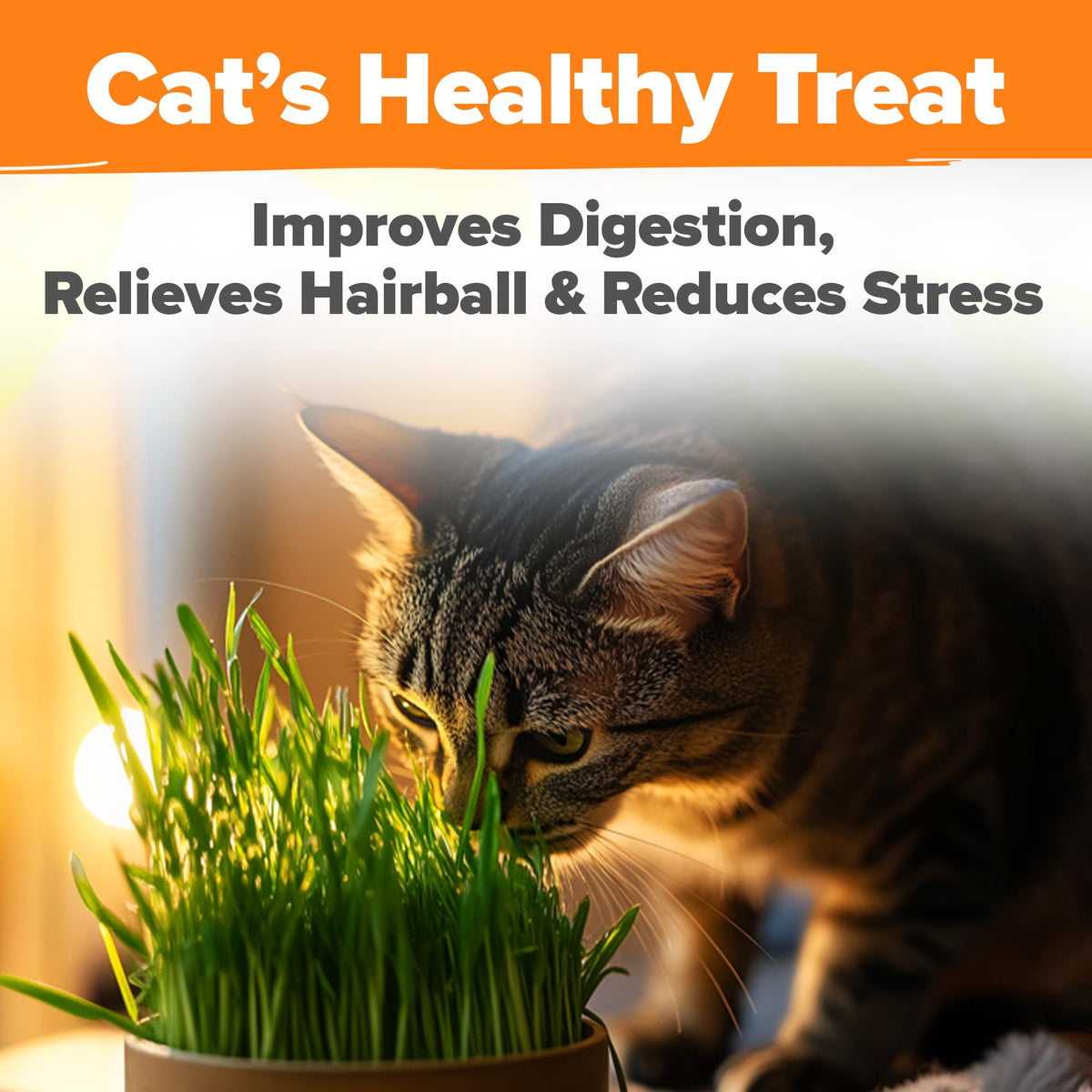 Cat Grass Seeds 4 oz Oat & Barley Mix R5882