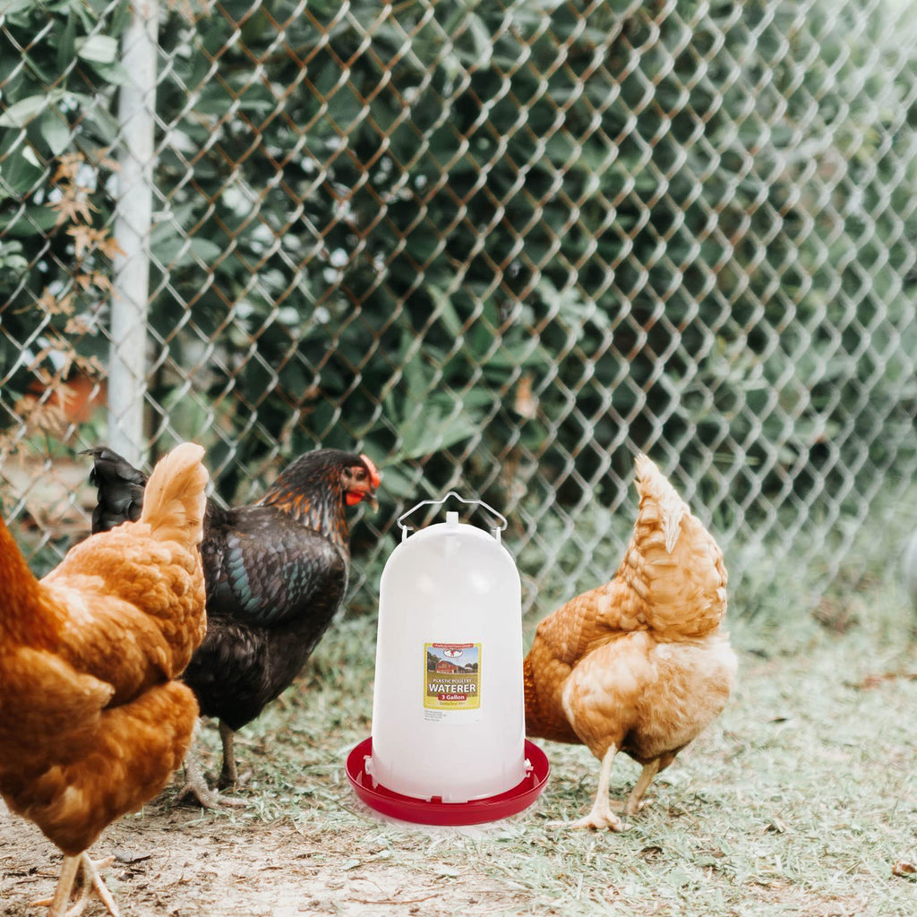 3 Gallon Heavy-Duty Gravity-Fed Poultry Waterer 2-Pack G479872