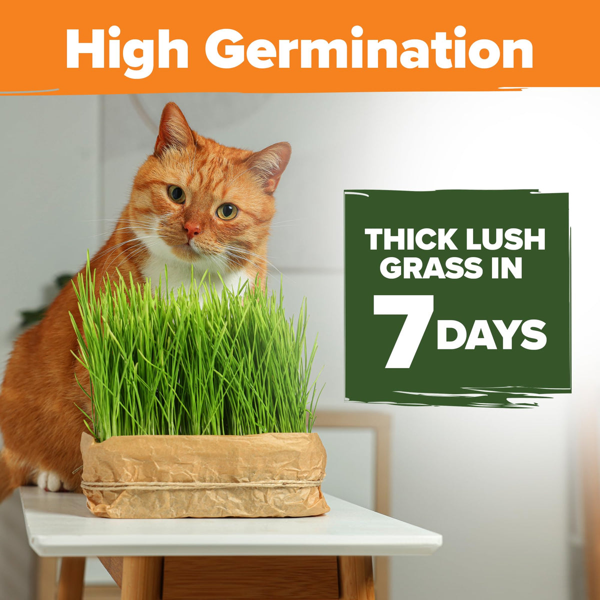 Cat Grass Seeds 4 oz Oat & Barley Mix R5882